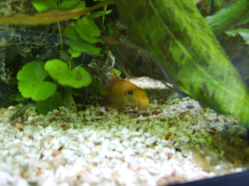 07 Siamese algeneter (albino).JPG