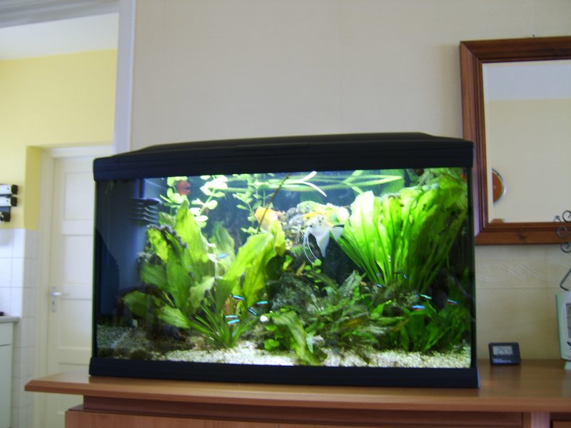 10 Aquarium Cayman 80.JPG