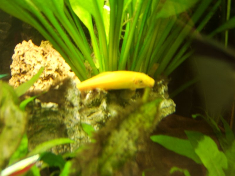 17 Siamese algeneter.JPG