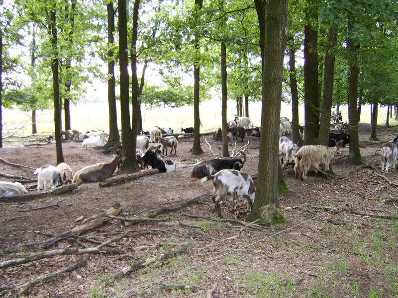 01 Geitjes.JPG