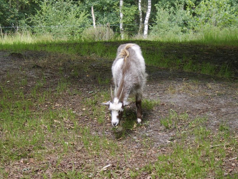 03 Geit.JPG